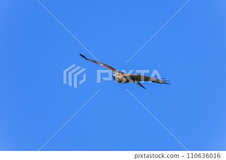 Barely flying in a blue sky back 110636016