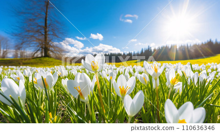 Field with white crocus flowers, sky and plant landscape AI generated image 110636346