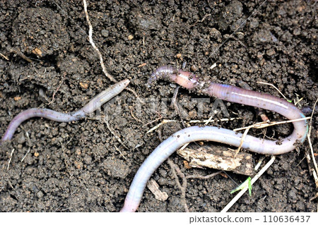 Brown earthworms are prized as fishing bait. Brown earthworms are prized as fishing bait. 110636437