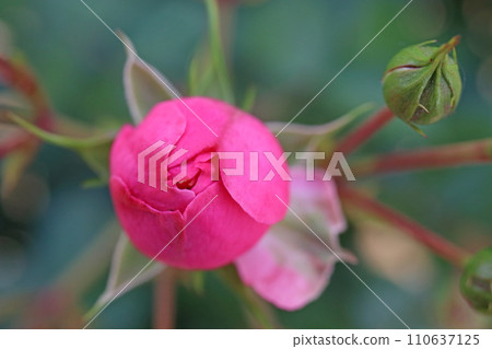Rose of pink 110637125