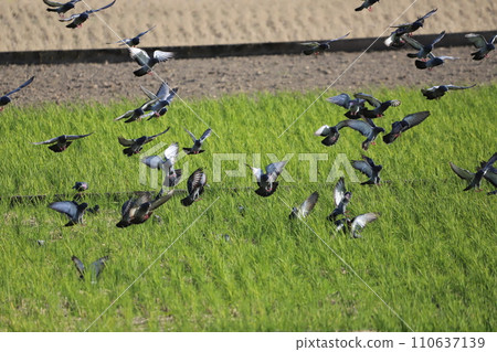 Pigeons gather to feed in the rice field 110637139