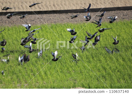 Pigeons gather to feed in the rice field 110637140