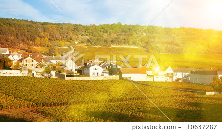 Image of Saint-Aubin, Burgundy - french village with famous vine 110637287