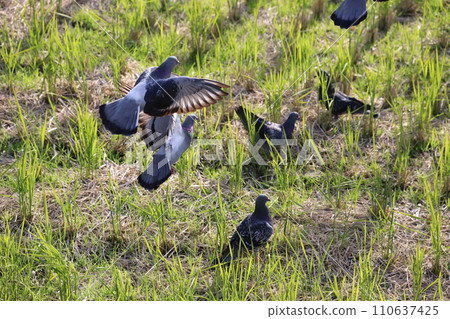 Pigeons gather to feed in the rice field 110637425