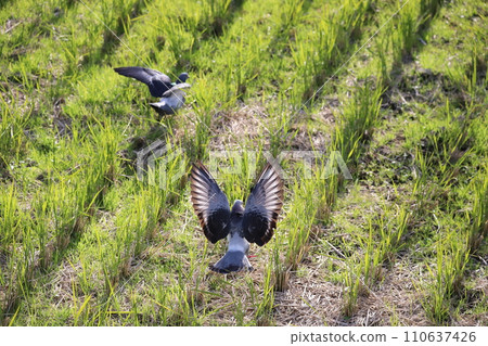 Pigeons gather to feed in the rice field Pigeons gather to feed in the rice field 110637426