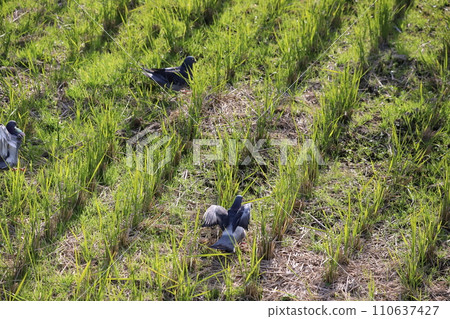Pigeons gather to feed in the rice field 110637427