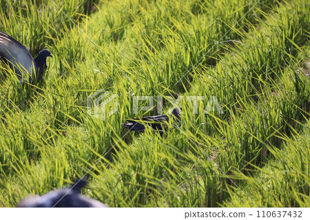 Pigeons gather to feed in the rice field 110637432