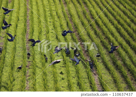 Pigeons gather to feed in the rice field 110637437