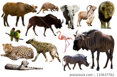 Collage with African mammals and birds Collage with African mammals and birds 110637762