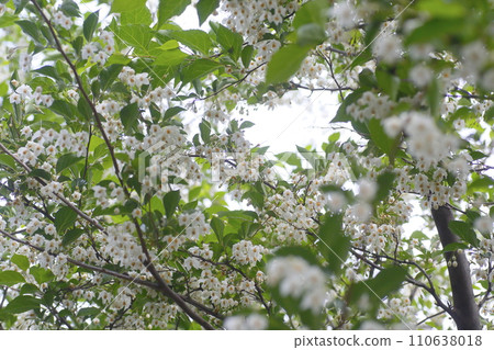 White Egonok flower 110638018