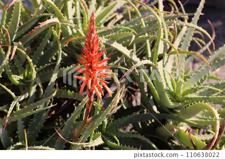 Aloe flowers Aloe flowers 110638022