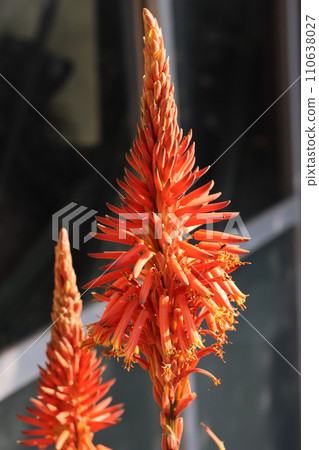 Aloe flowers 110638027