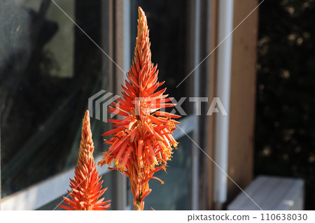 Aloe flowers Aloe flowers 110638030