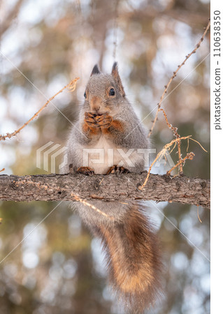 The squirrel with nut sits on tree in the winter or late autumn The squirrel with nut sits on tree in the winter or late autumn 110638350