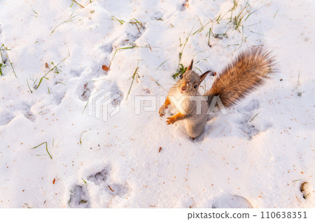 The squirrel funny standing on its hind legs on the white snow 110638351