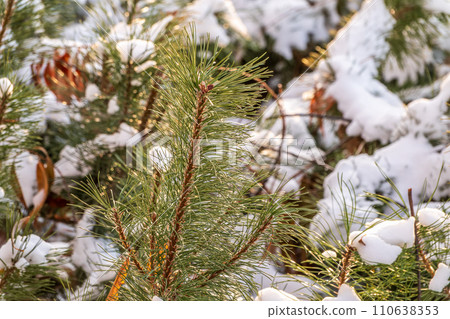 Green young pine trees covered in white snow. 110638353