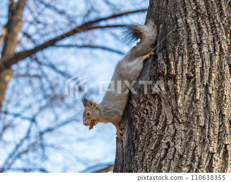 Squirrel sitting upside down on a tree trunk. The squirrel hangs upside down on a tree against colorful blurred background. Close-up. Squirrel sitting upside down on a tree trunk. The squirrel hangs upside down on a tree against colorful blurred background. Close-up. 110638355