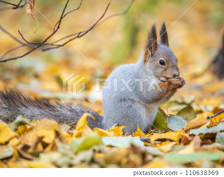 Autumn squirrel with nut sits on green grass with fallen yellow leaves Autumn squirrel with nut sits on green grass with fallen yellow leaves 110638369