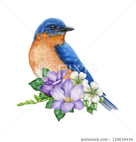 Bluebird bird with garden flowers decor. Watercolor illustration. Hand painted garden bird with freesia, raspberry flowers, ivy leaves decoration. Eastern bluebird with floral decor. White background Bluebird bird with garden flowers decor. Watercolor illustration. Hand painted garden bird with freesia, raspberry flowers, ivy leaves decoration. Eastern bluebird with floral decor. White background 110638434
