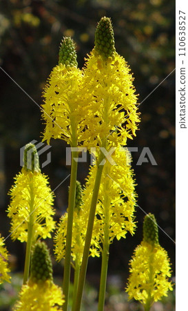 bulvinella 的黃色花朵(三月) bruvinella 10V9.16 bulvinella 的黃色花朵(三月) bruvinella 10V9.16 110638527
