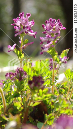 Pretty Purple Keman Flower (March) Purple Keman 16V9.16 110638530