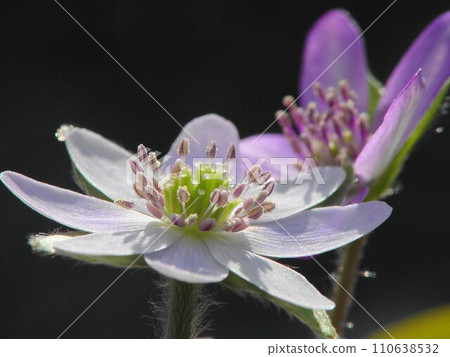 Snowwarisou flowers in full bloom shining in the spring light (March) Snowwarisou (Snowwarisou) 20H4.3 110638532