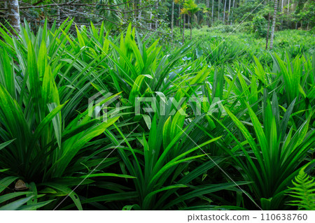 Pandan leaves grow in tropical forest Pandan leaves grow in tropical forest 110638760