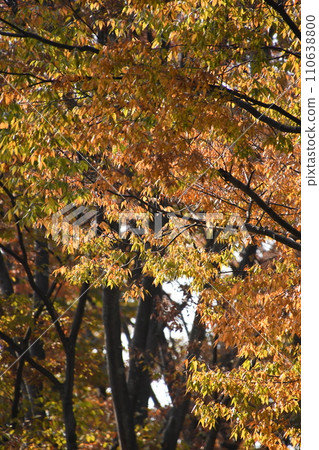 Trees with red leaves in autumn 110638800