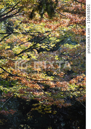 Trees with red leaves in autumn 110638801