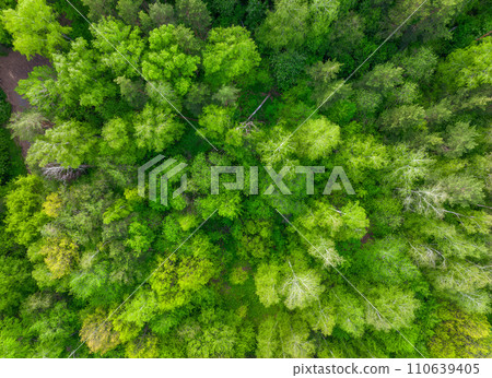 Aerial top view of summer green trees in forest. Drone photography. 110639405