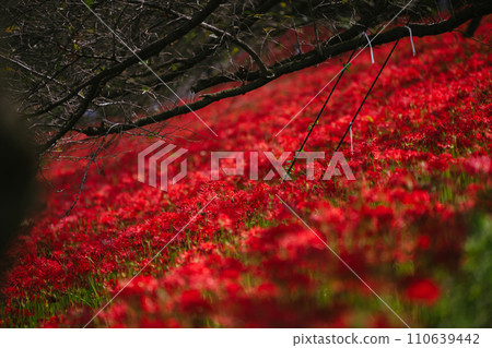 Sasamaya of the Satte Gongen temple Sasamaya of the Satte Gongen temple 110639442