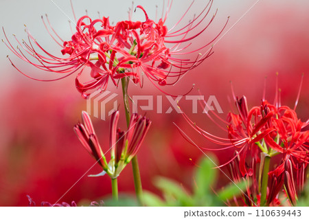 Sasamaya of the Satte Gongen temple 110639443