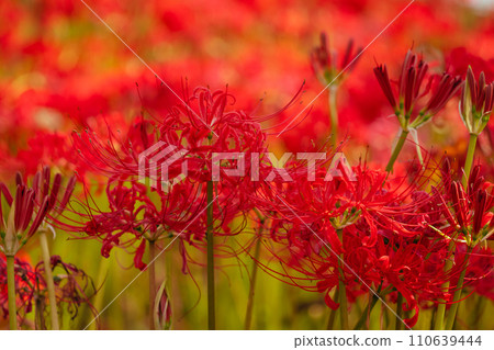 Sasamaya of the Satte Gongen temple Sasamaya of the Satte Gongen temple 110639444