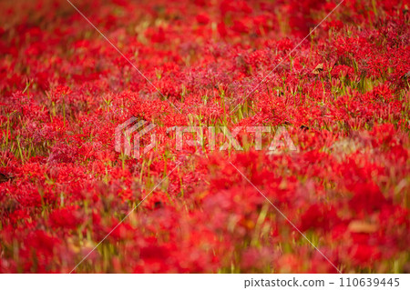 Sasamaya of the Satte Gongen temple Sasamaya of the Satte Gongen temple 110639445