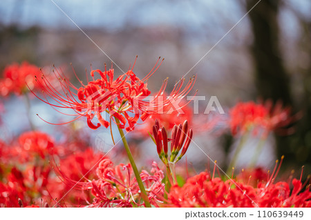 Satte Gongen寺廟的Sasamaya 110639449