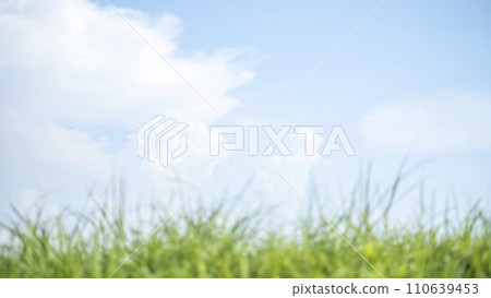 清新的藍天和大草原在夏天 110639453