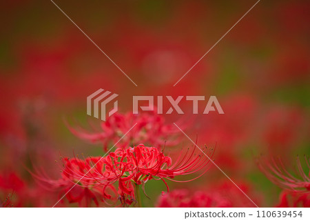 Satte Gongen寺廟的Sasamaya 110639454