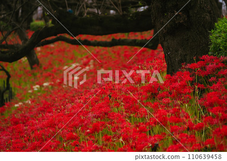 Satte Gongen寺廟的Sasamaya 110639458