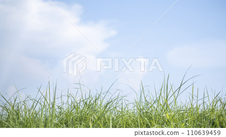 清新的藍天和大草原在夏天 110639459