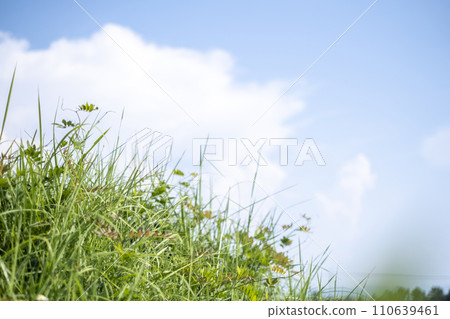 清新的藍天和大草原在夏天 清新的藍天和大草原在夏天 110639461