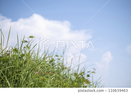 清新的藍天和大草原在夏天 清新的藍天和大草原在夏天 110639463