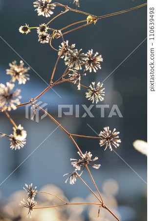 磨砂扁豆種子 磨砂扁豆種子 110639498