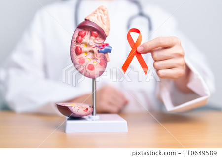 Doctor holding Orange ribbon with kidney Adrenal gland model. Kidney Cancer Awareness March month, disease of Urinary system and Stones, Cancer, Chronic kidney, Urology, Renal and Transplant concept Doctor holding Orange ribbon with kidney Adrenal gland model. Kidney Cancer Awareness March month, disease of Urinary system and Stones, Cancer, Chronic kidney, Urology, Renal and Transplant concept 110639589