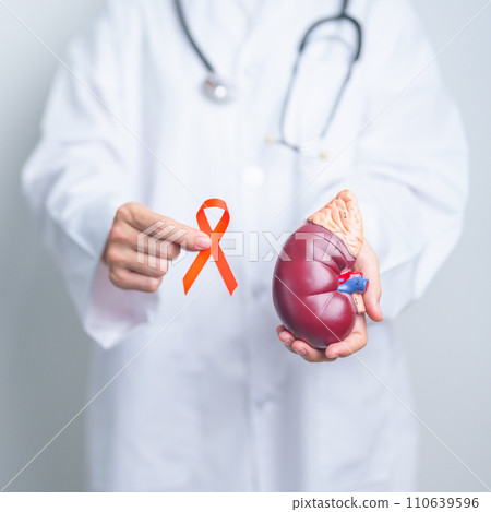 Doctor holding Orange ribbon with kidney Adrenal gland model. Kidney Cancer Awareness March month, disease of Urinary system and Stones, Cancer, Chronic kidney, Urology, Renal and Transplant concept 110639596