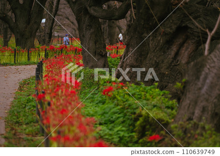 Satte Gongen寺廟的Sasamaya 110639749