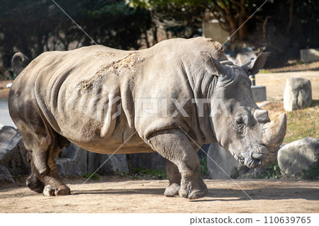 野生動物園 野生動物園 110639765