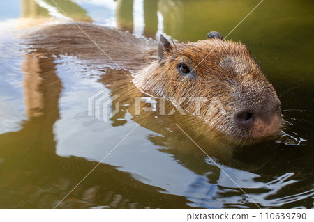 Safari park Safari park 110639790