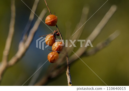 Fruit of deciduous tree Sapindaceae Sapindaceae 110640015