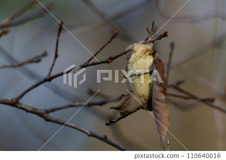 A cocoon of a mountain butterfly A cocoon of a mountain butterfly 110640016
