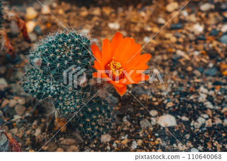 Tiny little beautiful bright hot orange pink flowers of Rebutia cactus. 110640068